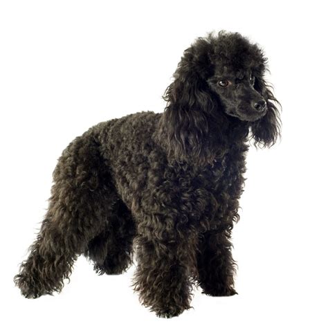  The Moyen Poodle stands 15 to 19 inches at the shoulders and weighs 15 to 25 pounds