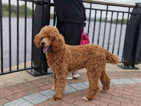  The Moyen standard poodle is usually anything over a shoulder height of 15 inches and no more than 20 inches