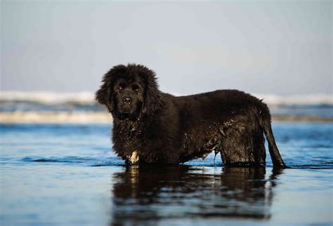  The Newfoundland is a capable swimmer