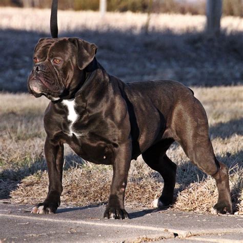  The Olde English Bulldogge, a larger, more muscular mix of English bulldogs, pit bull terriers, American bulldogs and bullmastiffs, is the least common bulldog