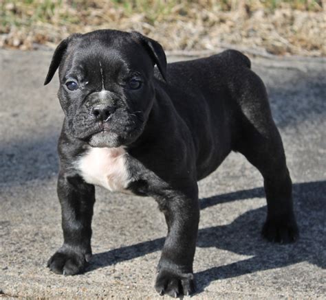 The Olde English Bulldogge has fewer breathing problems and less trouble with birthing than the parent breeds