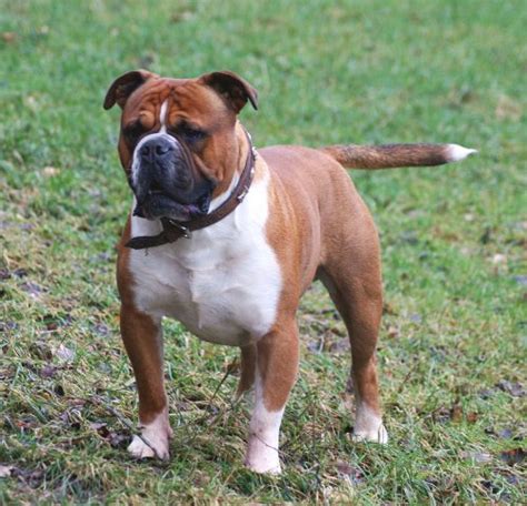  The Olde English Bulldogge is a breed that was developed in the 