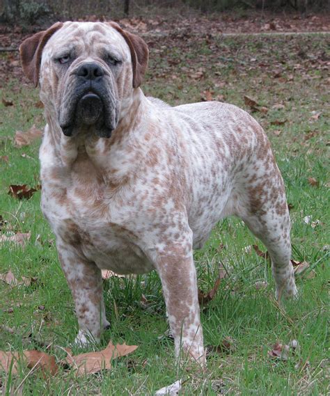  The Olde English Bulldogge is a mixed breed that originated in Pennsylvania