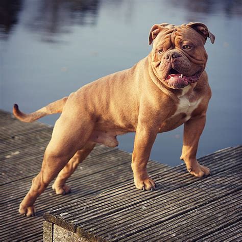  The Olde English Bulldogge should never appear overly cloddy and cobby, like that of the English Bulldog, nor light and square, like that of the Boxer breed