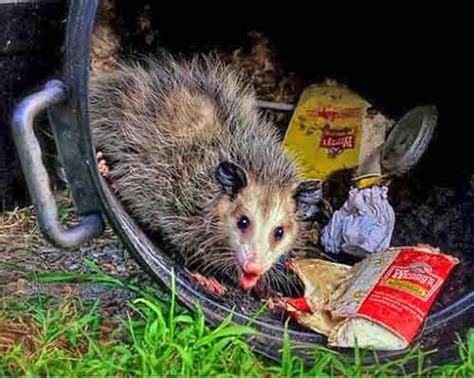  The Opossum is joined by a fellow trash can raider, the Raccoon, which is also very common in Virginia