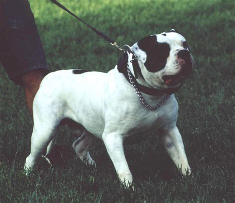  The Painter American Bulldog was unfortunately created exclusively for fighting purposes