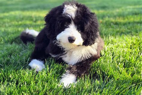  The Phantom color refers to a bi-colored black and white or brown and white bernedoodle without the white berner markings