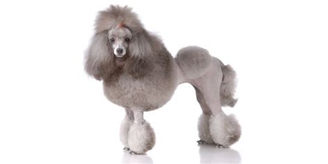  The Poodle , one of the oldest breeds designed for waterfowl hunting, is believed to have its origins in Germany but was further developed into a distinct breed in France