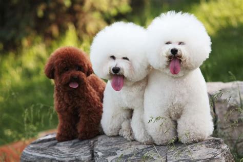  The Poodle and the Bichon Frise have identical lifespans, so their offspring are predicted to live between 12 — 15 years as well