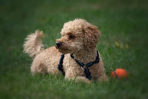  The Poodle breed is also known to be incredibly smart and they can learn tricks rather quickly