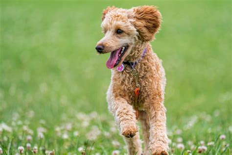  The Poodle is an active working dog who needs plenty of exercise, thrives on having a job to do, and loves training and exercising their busy brains