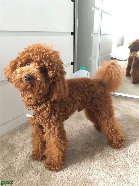  The Poodle puppies , famous for their big brains, gorgeous looks, and sweet nature, are a breed with a most impressive history