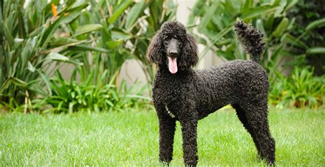  The Poodle was the most popular dog breed for two decades