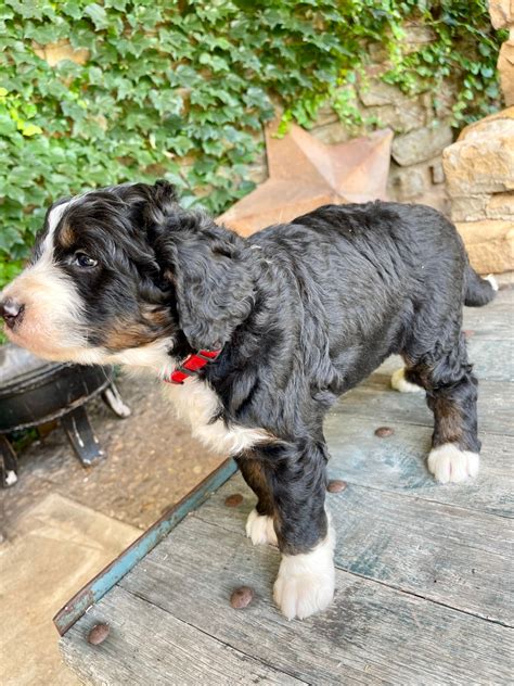  The Premier F1 Standard Bernedoodle is a low- to mostly nonshedding we use standard poodles that do not carry the improper coat alleles and Bernese mountain dogs that have thick wavy curly coats