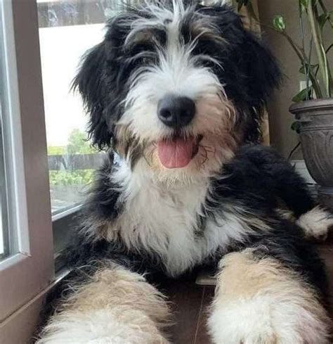  The Pros and Cons of Owning a Bernedoodle