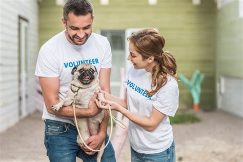  The Pros of Adopting a Pug from a Shelter You are saving a life, not only of the dog you adopt but of the next dog who will be rescued due to the kennel that is now clear