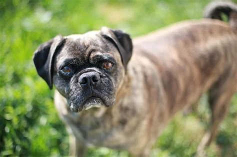  The Pug Boxer cross will likely inherit the watchdog abilities of the Boxer but will not bark as much as its parent