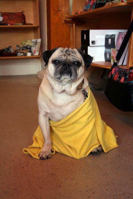  The Pug was a popular pet of the Buddhist monasteries in Tibet