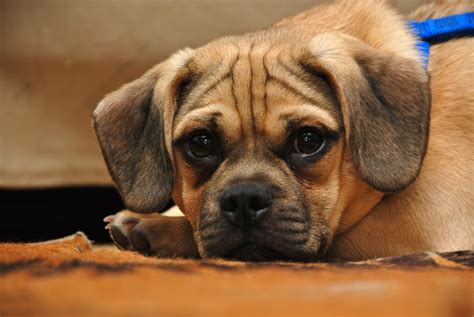  The Puggle inherits many characteristics from each of their parent breeds, like their energy and loving personality