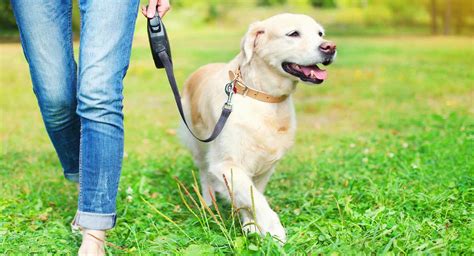  The Purchaser will walk the dog on a leash or exercise the dog in a fenced yard
