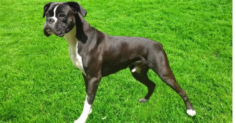  The Reverse Brindle Boxer, also known as the Black Brindle Boxer, is a stunningly unique breed characterized by its signature black coat with brindle stripes