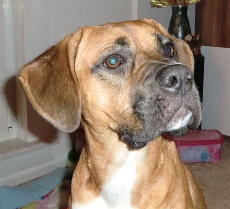  The Rhodesian Ridgeback Boxer mix is a loyal and loving dog that needs its owner to be a consistent pack leader