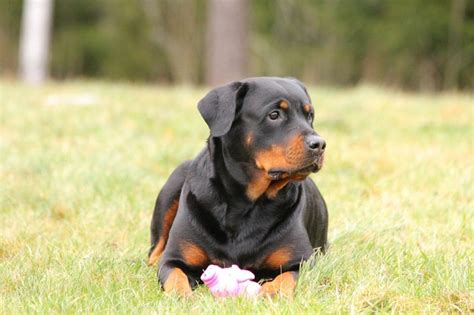  The Romans used the Rottweiler for herding cattle and protecting the cattle and other herd animals from wolves and other predators