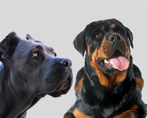  The Rottweiler Cane Corso is a heavy shredder so be prepared to brush it a few times every week