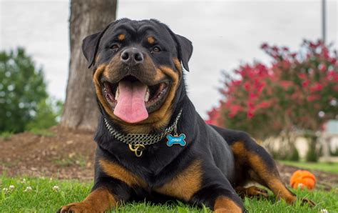  The Rottweiler is a confident breed that looks fiercer than its behavior displays