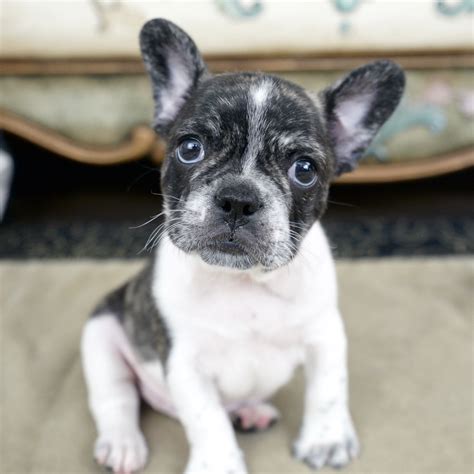  The Royal Frenchel is a unique breed with only one official breeder