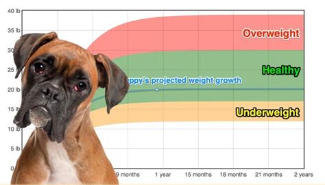  The Saint Boxer is a massive dog that can weigh up to pounds