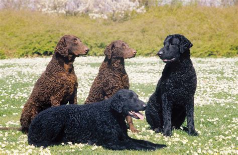  The Scottish baron mixed and matched a number of sporting dogs-including the wavy-coated retriever, Tweed water …