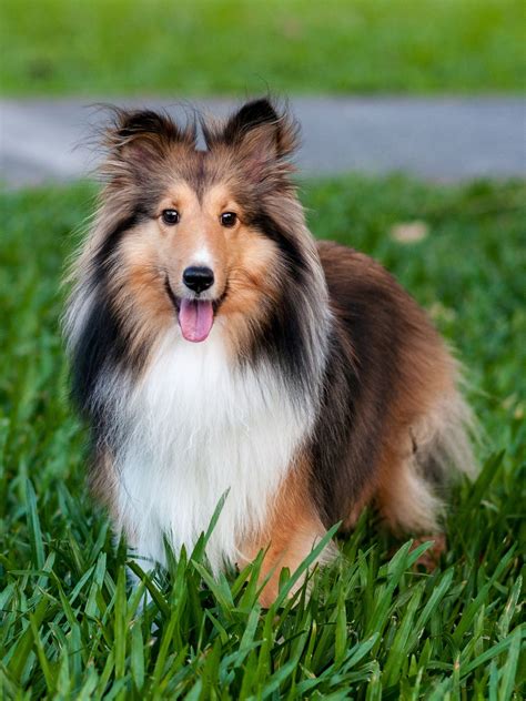  The Shetland Sheepdog, affectionately called the Sheltie, is a herding dog that originated in the Shetland Islands of Scotland