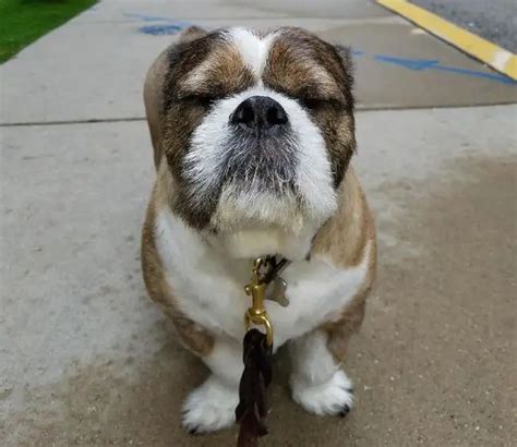  The Shih Tzu crossed with American Bulldog is a short-nosed dog, which makes it prone to breathing difficulties