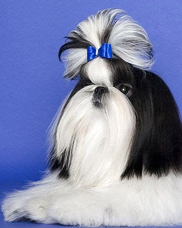  The Shih Tzu is an ideal companion pet: lively, alert, friendly and trusting towards all