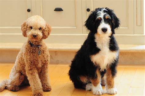  The Standard Bernedoodle is larger than the Goldendoodle, with the Standard ranging up to a maximum of 90 pounds, while the maximum weight of a Standard Goldendoodle is 65 pounds