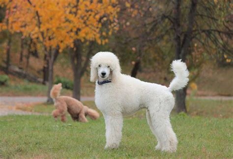  The Standard Poodle with need multiple walks a day, or frequent dog park visits, if it does not have a fenced-in yard it can run in