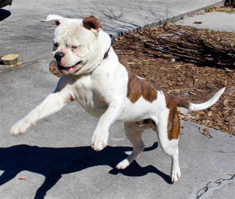  The Tate American Bulldog is closely related to the Williamson strain, though they may have a medium build like the Scott American Bulldog and tend to have more color