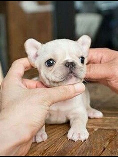  The Teacup French Bulldog is a fantastic breed of dog that is mainly developed for companionship