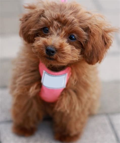  The Teacup Poodle comes from the Poodle breeds, and it can be argued that they are the same breed