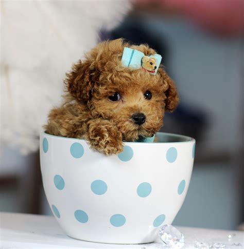  The Teacup Poodle is a playful breed that loves to be praised by its owner, so training these pocket-pups are not too difficult