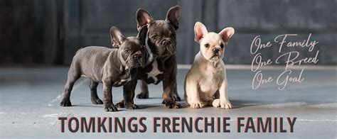  The TomKings Frenchie Family: We invite you to join our TomKings Frenchie Family Facebook group to connect with fellow Frenchie enthusiasts and enjoy our regular meetups, fostering a strong community of Frenchie parents
