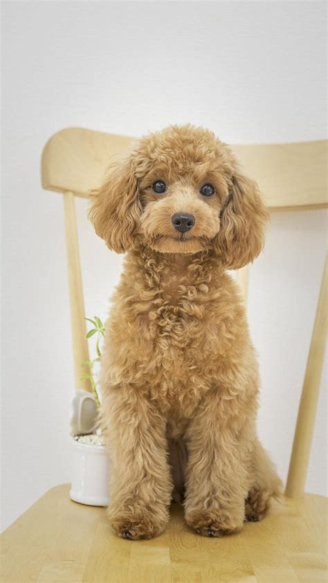  The Toy Poodle began to represent social status, and nobles would decorate their dogs in high fashion of the time