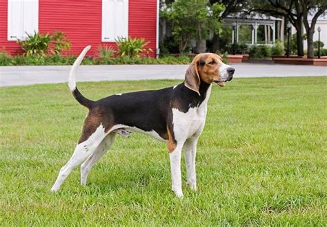  The Treeing Walker Coonhound can stand between just 20 and 27 inches at the shoulder, with only about a two-inch height difference between males and females