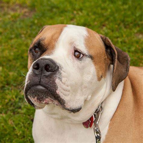 The Valley Bulldog is a mixed breed dog