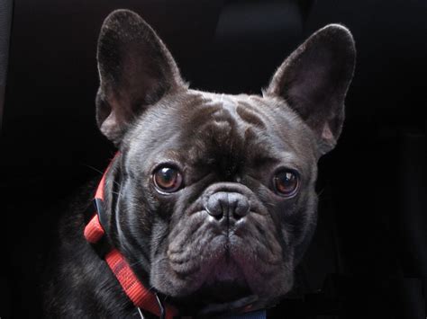  The Verdict French bulldogs are excellent dogs