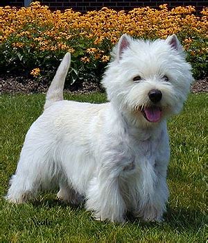  The Westie used to be called a Roseneath Terrier and this was the original registered name