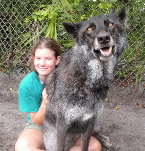  The Wolfdog was later dropped as it caused many people to fear the dogs