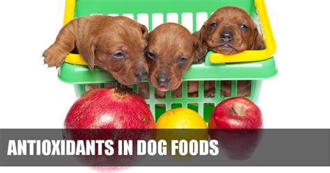  The active nutrients, antioxidants, and fiber included in this food support your dog