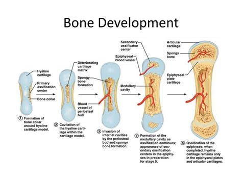  The added calcium could disrupt healthy bone development